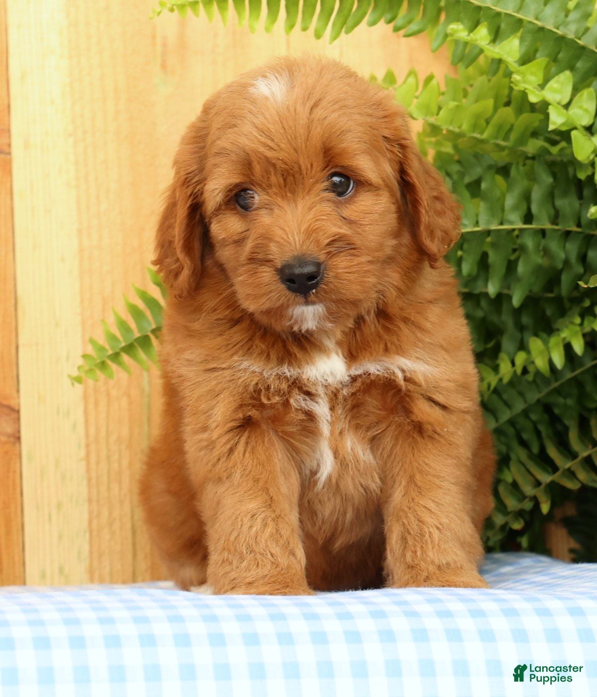 Mini Goldendoodle dogs Carmella - Ad 1