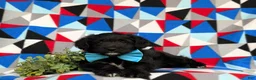 Corgipoo dogs for sale: Dannie - Ad 5