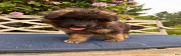German Shepherd dogs for sale: Toby - Ad 8