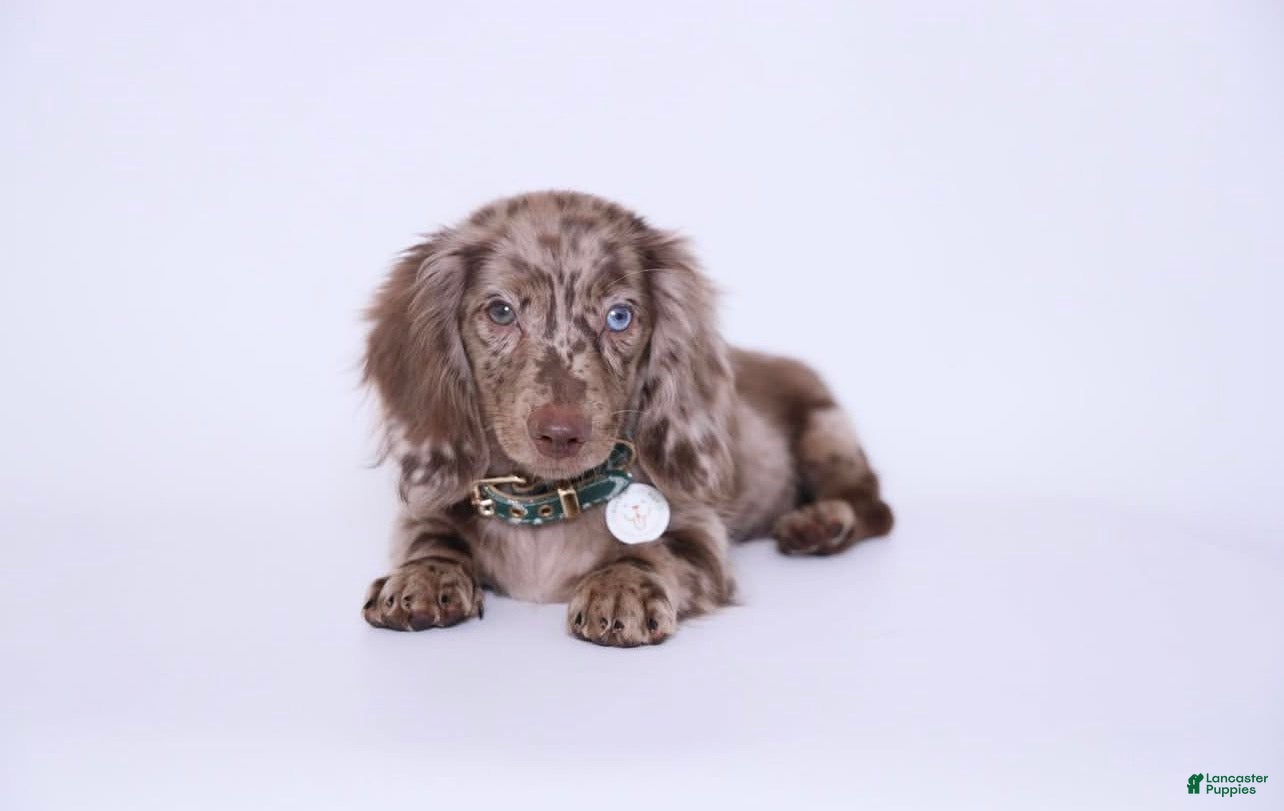 Miniature Dachshund dogs Lucien - Ad 10