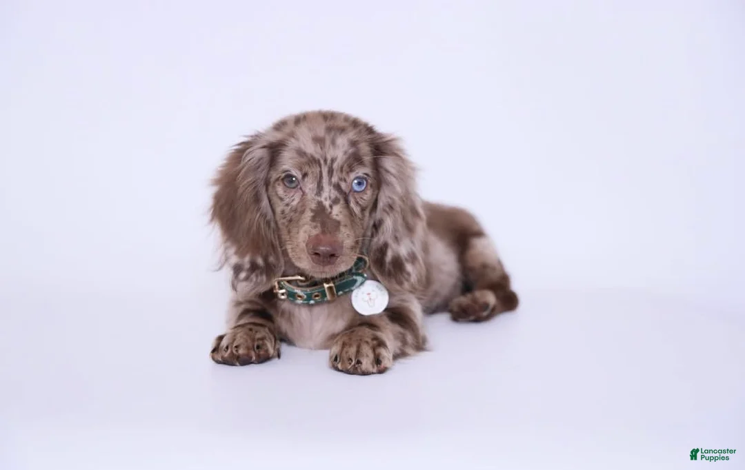 Miniature Dachshund dogs for sale: Lucien - Ad 1