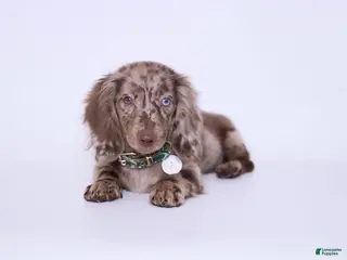 Miniature Dachshund dogs Lucien - Ad 10