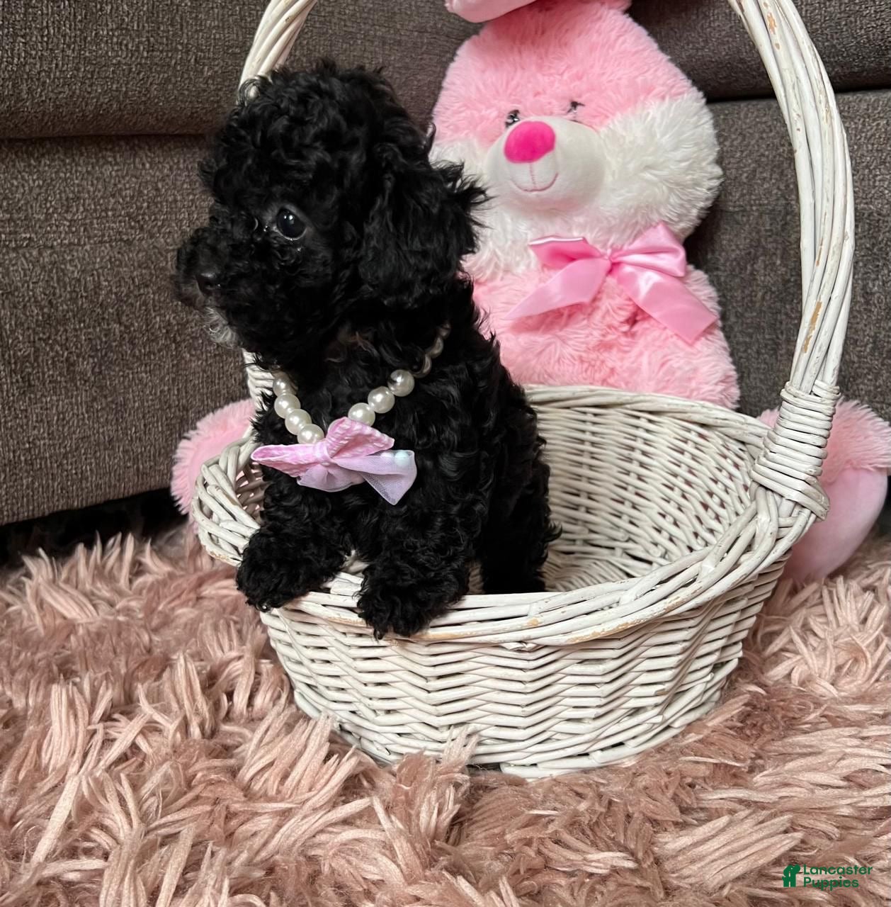Maltipoo dogs Maltipoo Puppy 2 - Ad 2