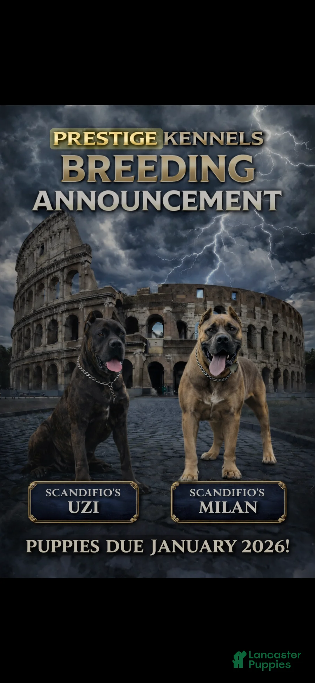 Cane Corso dogs for sale: Jax - Ad 2