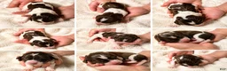 English Springer Spaniel dogs for sale: English Springer Spaniel 5 - Ad 6