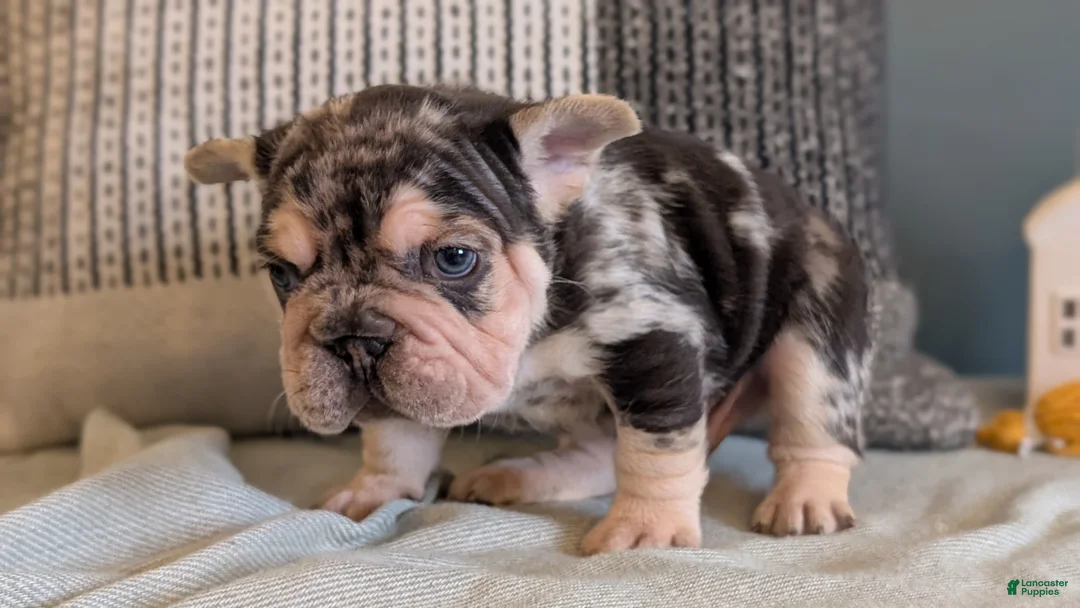 French Bulldog dogs for sale: Rocco - Ad 2