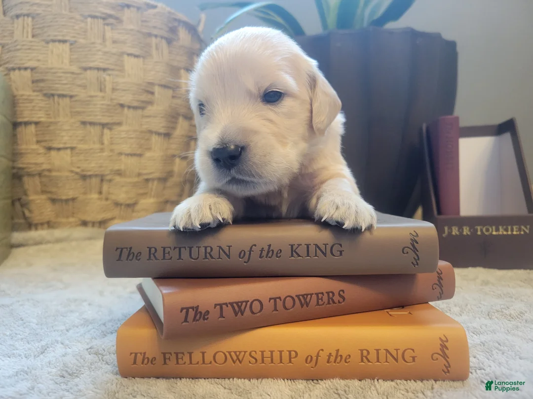 Golden Retriever dogs for sale: Legolas, Champion Sired - Ad 1