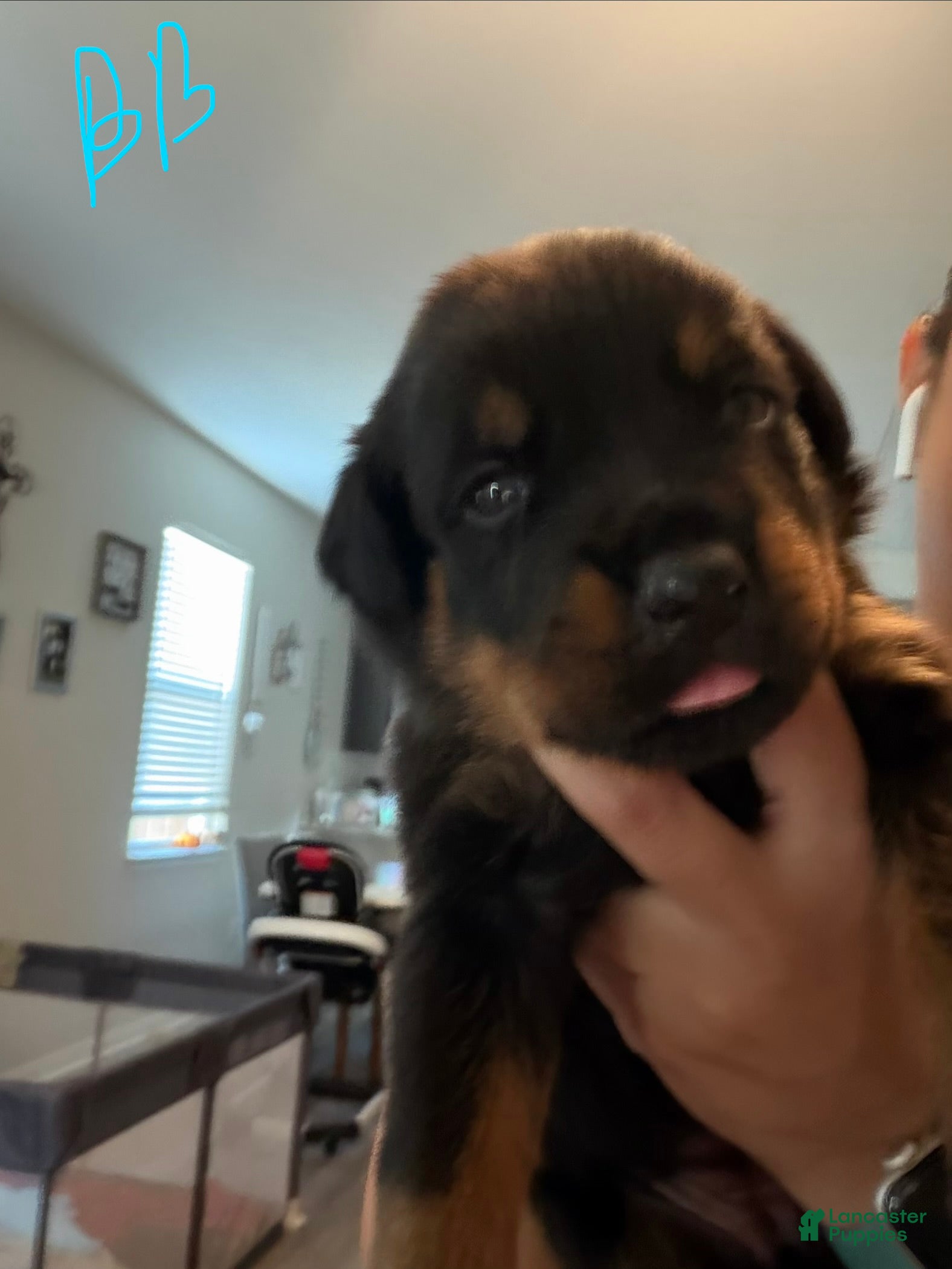 Rottweiler dogs Rottweiler 5 baby blue collar - Ad 13
