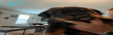 Rottweiler 5 baby blue collar