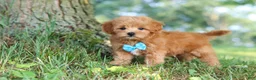 Maltipoo dogs for sale: Conner - Ad 4