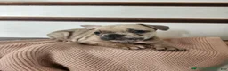 French Bulldog dogs for sale: Daisy - Ad 4