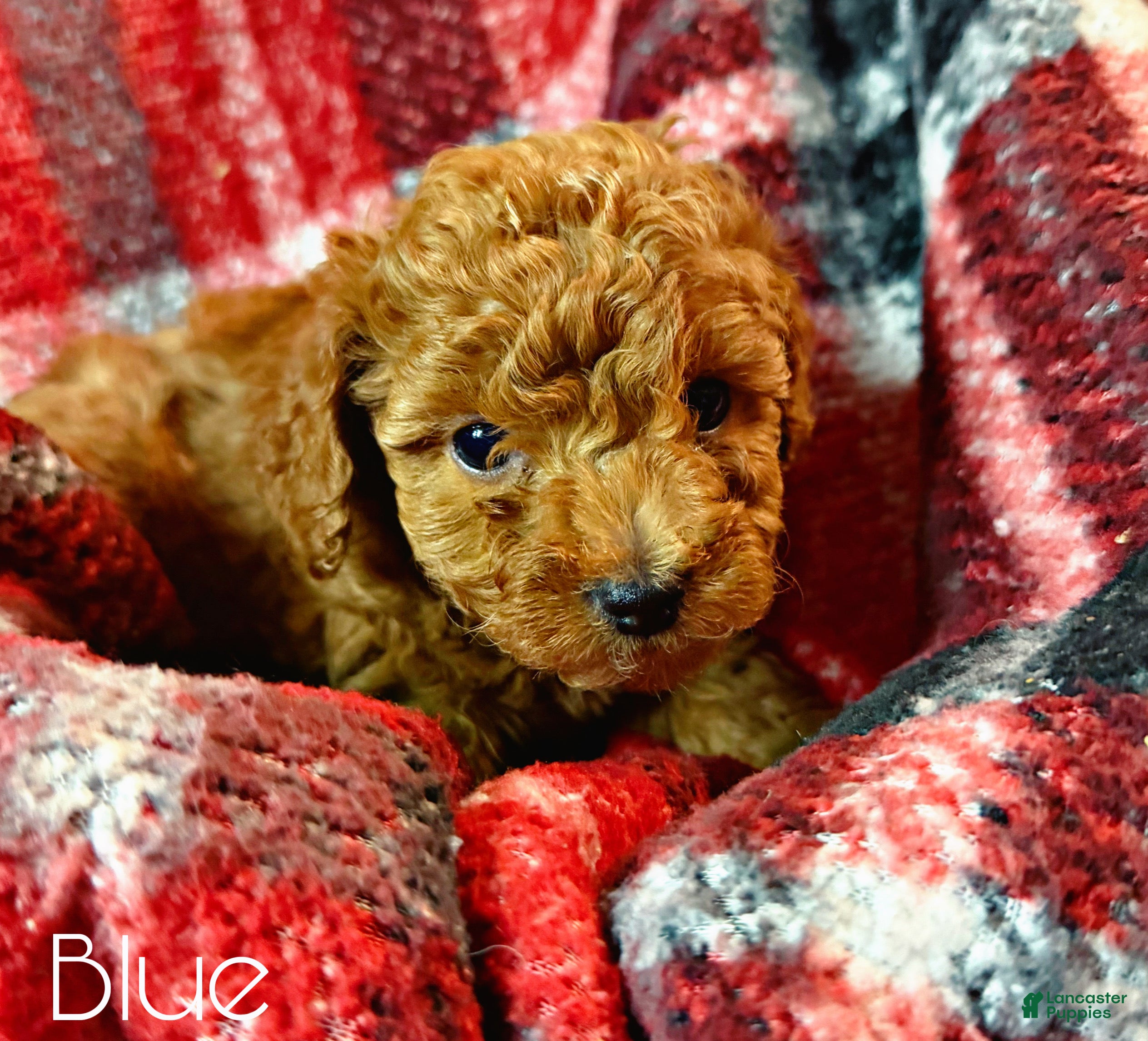 Toy Poodle dogs Blue - Ad 6