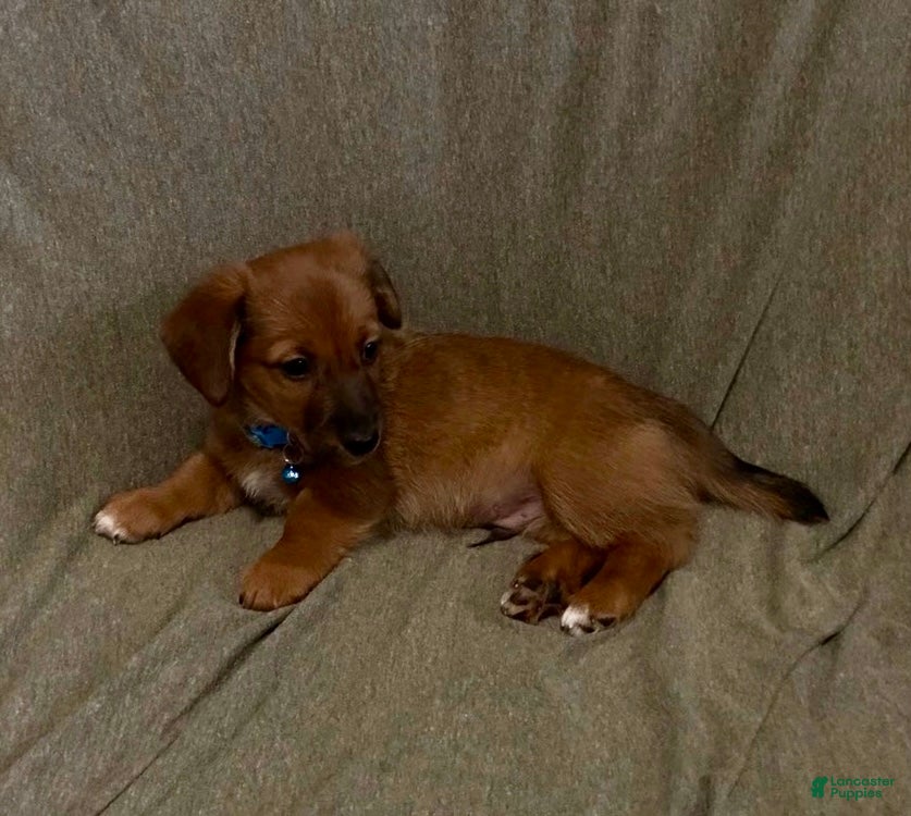 Mixed Breed dogs Buford - Ad 17