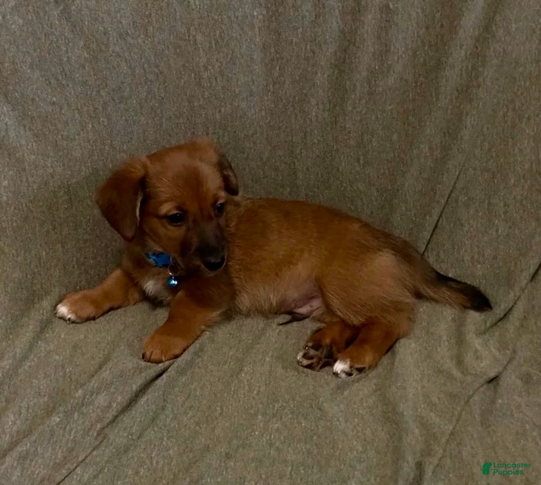 Mixed Breed dogs for sale: Buford - Ad 1