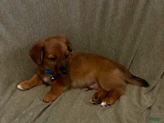 Mixed Breed dogs Buford - Ad 17