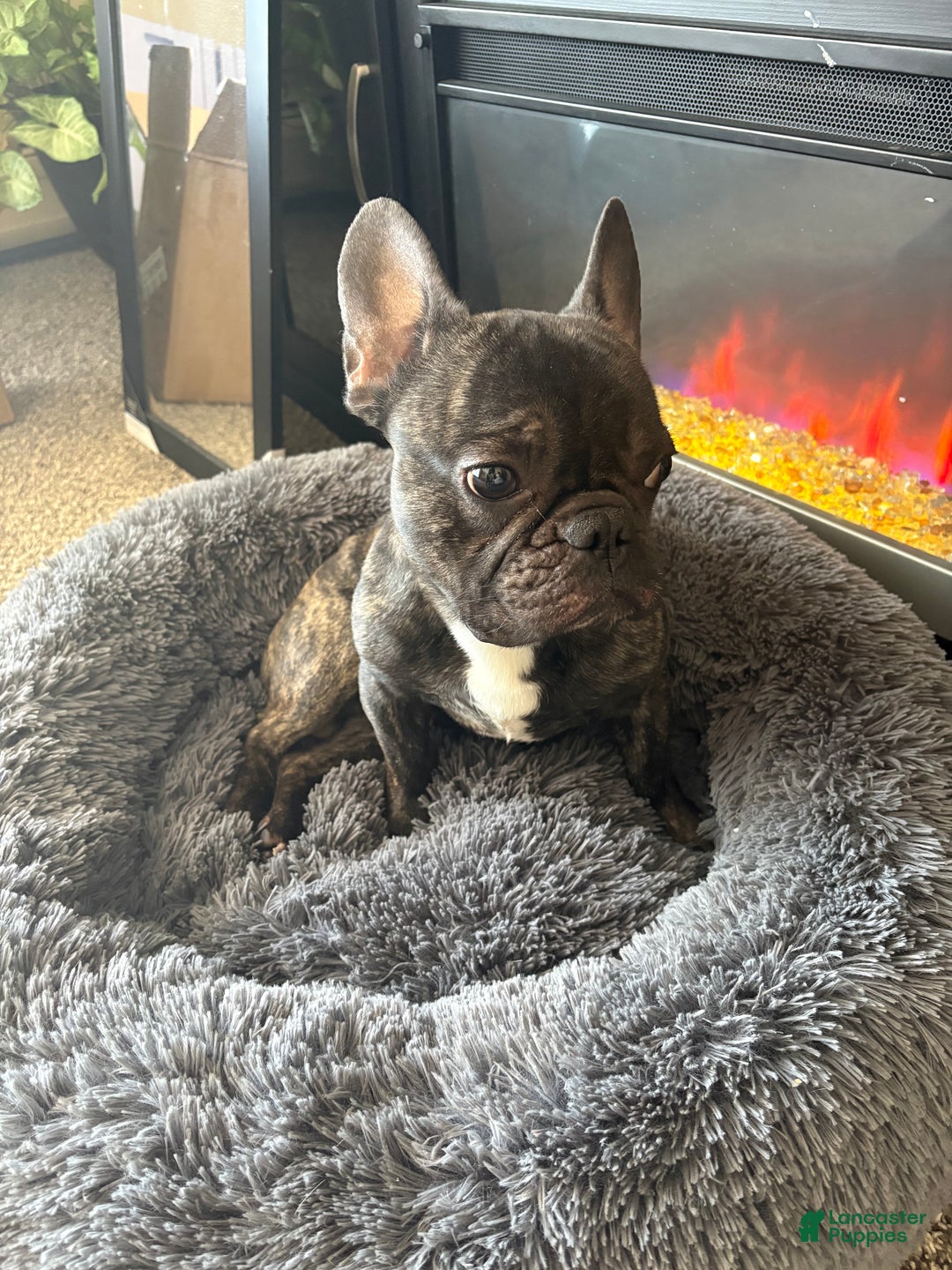 Mixed Breed dogs for sale: King  - Ad 1