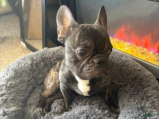 Mixed Breed dogs King - Ad 1