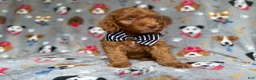 Cockapoo dogs for sale: Milo - Ad 2