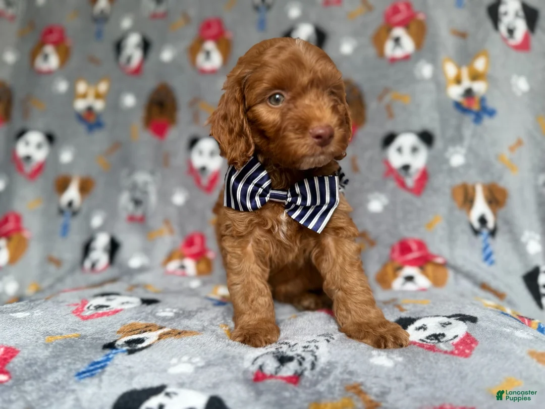 Cockapoo dogs for sale: Milo - Ad 2