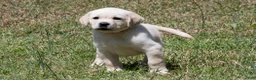 Labrador Retriever dogs for sale: Kate - Ad 1