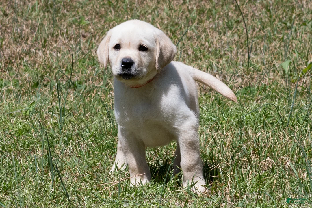 Labrador Retriever dogs for sale: Kate - Ad 1