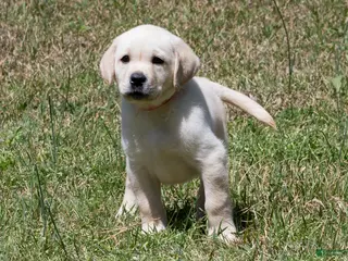 Labrador Retriever dogs Kate - Ad 23
