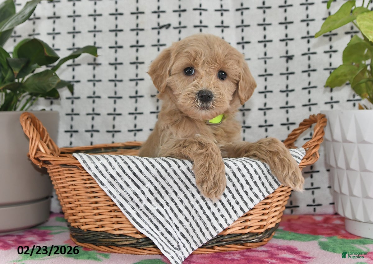 Goldendoodle dogs Reba - Ad 2