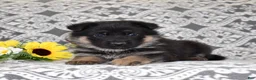 German Shepherd dogs for sale: Zara - Ad 3