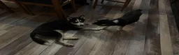 Pomsky dogs for sale: Fin - Ad 3