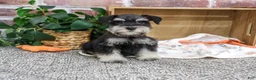 Miniature Schnauzer dogs for sale: Julius - Ad 3