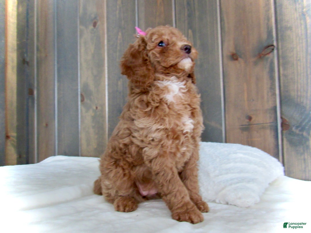 Mini Goldendoodle dogs for sale: Chloe - Ad 18