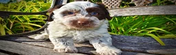 Havapoo dogs for sale: Chippy - Ad 5