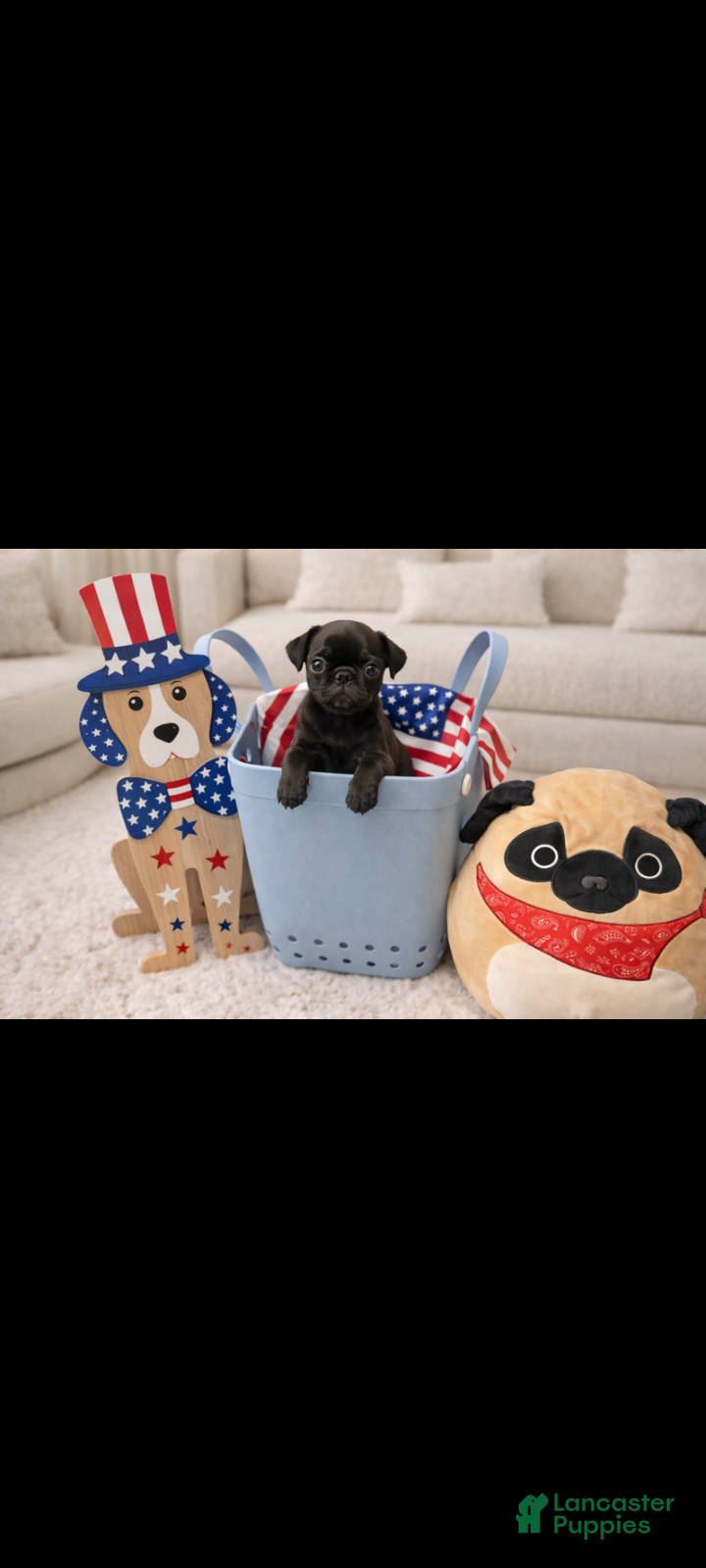 Pug dogs Pug Puppy 3 - Ad 1