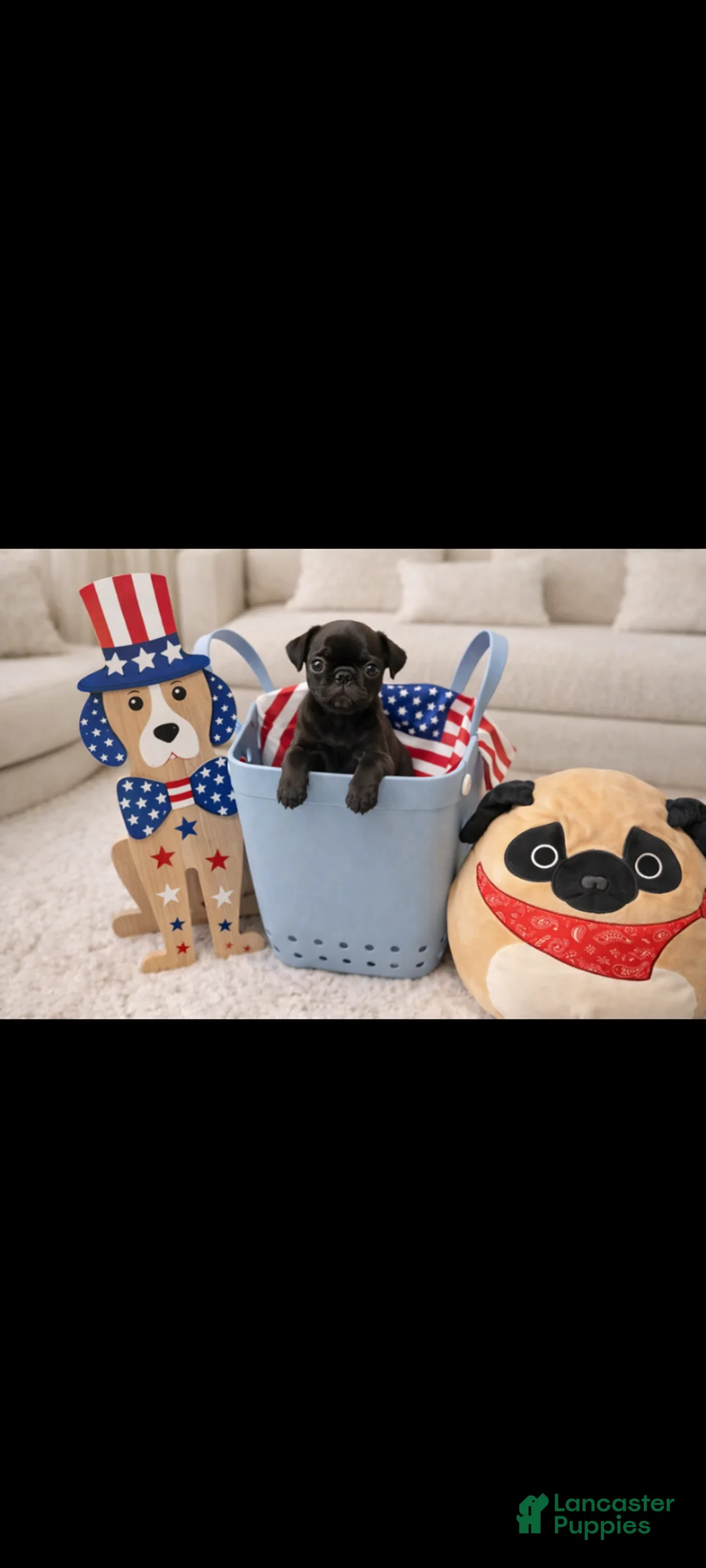 Pug dogs for sale: Pug Puppy 3 - Ad 1