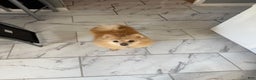 Pomeranian dogs for sale: Pomeranian Puppy 1 - Ad 15