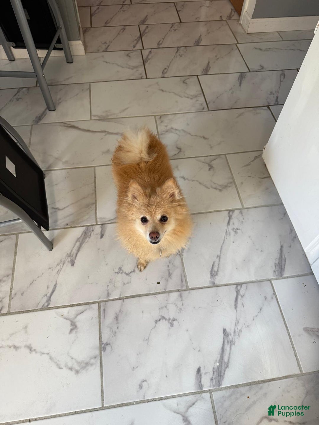 Pomeranian dogs for sale: Pomeranian Puppy 1 - Ad 15