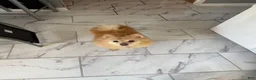 Pomeranian dogs for sale: Pomeranian Puppy 1 - Ad 15