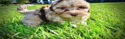 Havapoo dogs for sale: Bambi - Ad 10