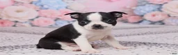 Boston Terrier dogs for sale: Bob - Ad 3