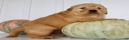 Golden Retriever dogs for sale: Buddy Male AKC Golden Retriever - Ad 6