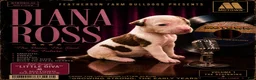 American Bulldog dogs for sale: Diana Ross-female - Ad 1