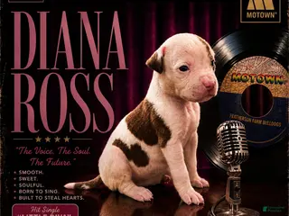 American Bulldog dogs Diana Ross-female - Ad 2