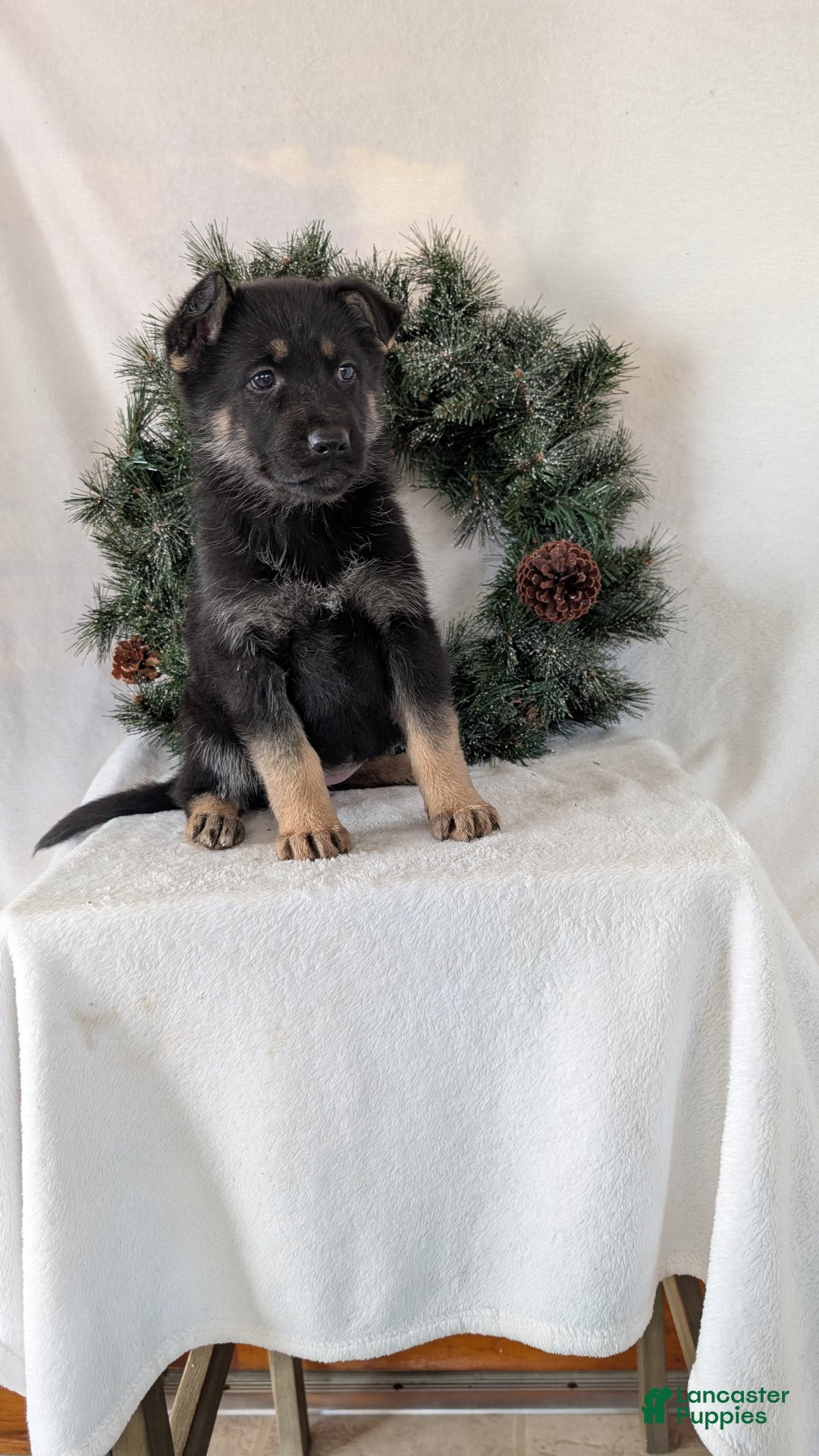 German Shepherd dogs for sale: Marge  - Ad 1