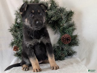 German Shepherd dogs Marge - Ad 42