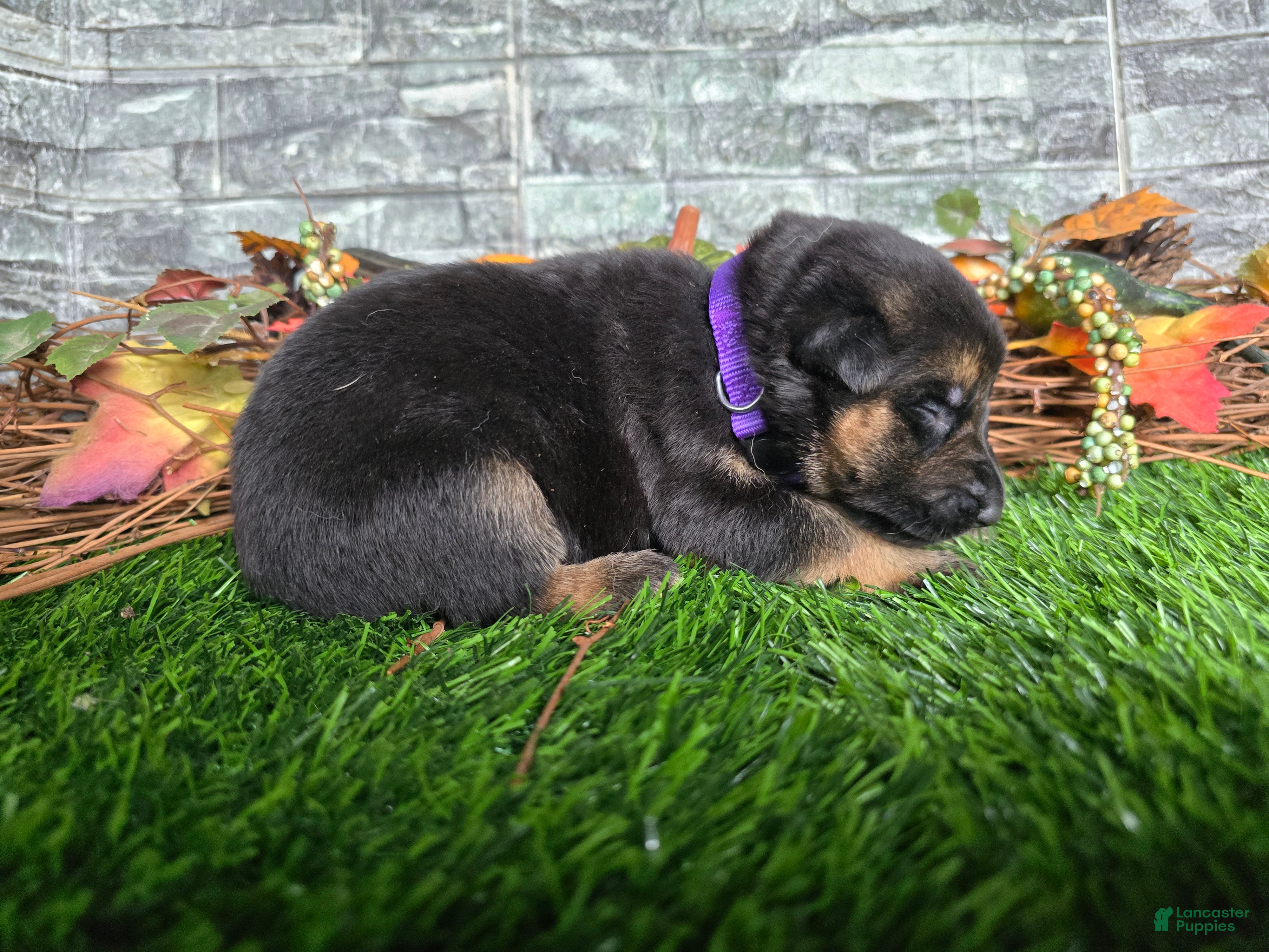 German Shepherd dogs German Shepherd 8 - Ad 2