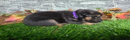 German Shepherd dogs for sale: German Shepherd 8 - Ad 2