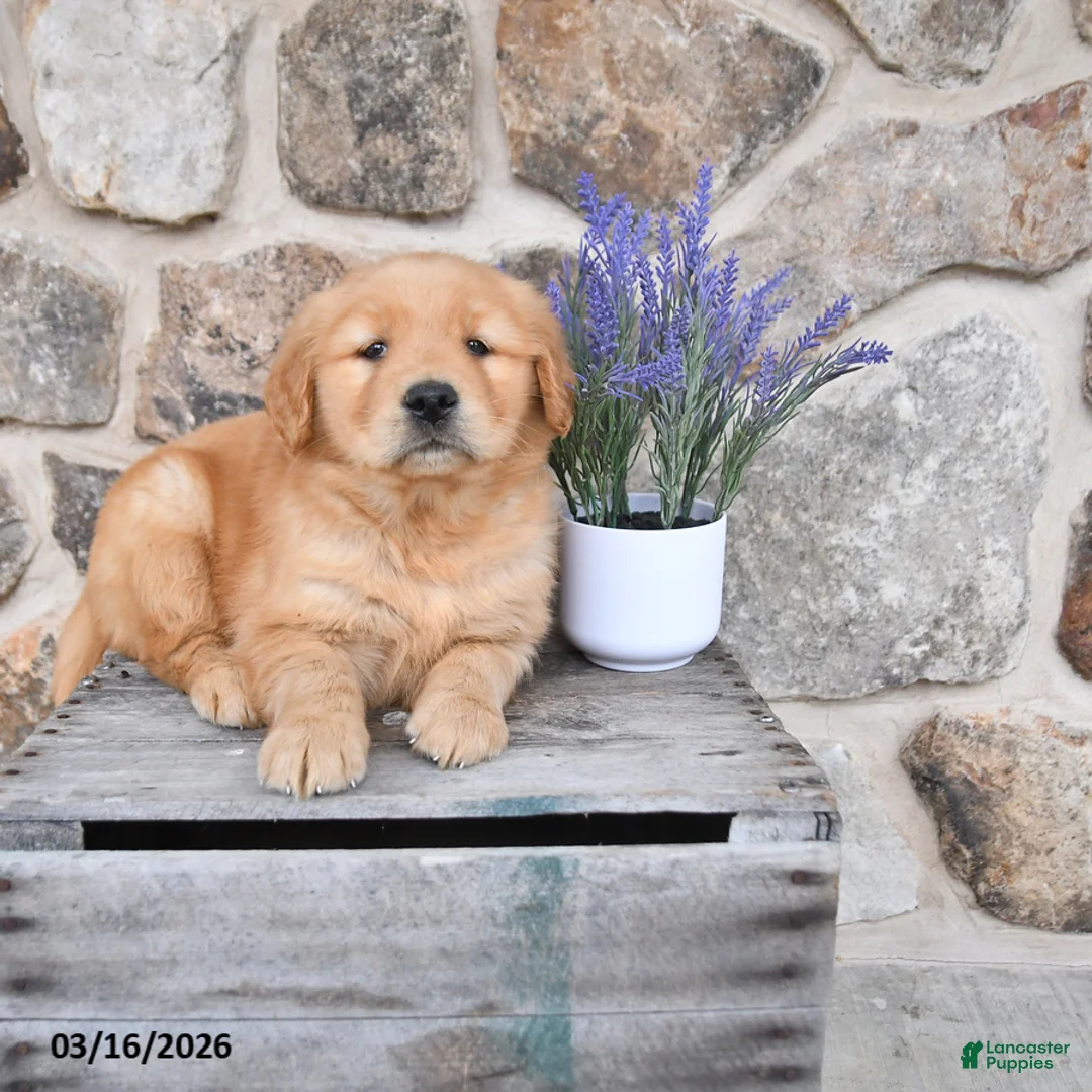 Golden Retriever dogs for sale: Maddy - Ad 2