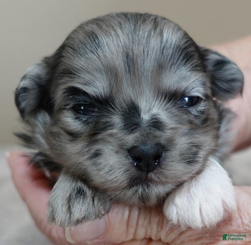 Maltipoo dogs Amara - Ad 13