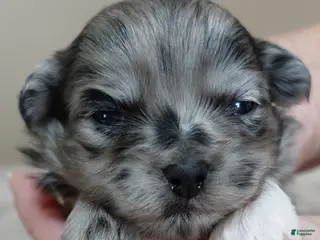 Maltipoo dogs Amara - Ad 33