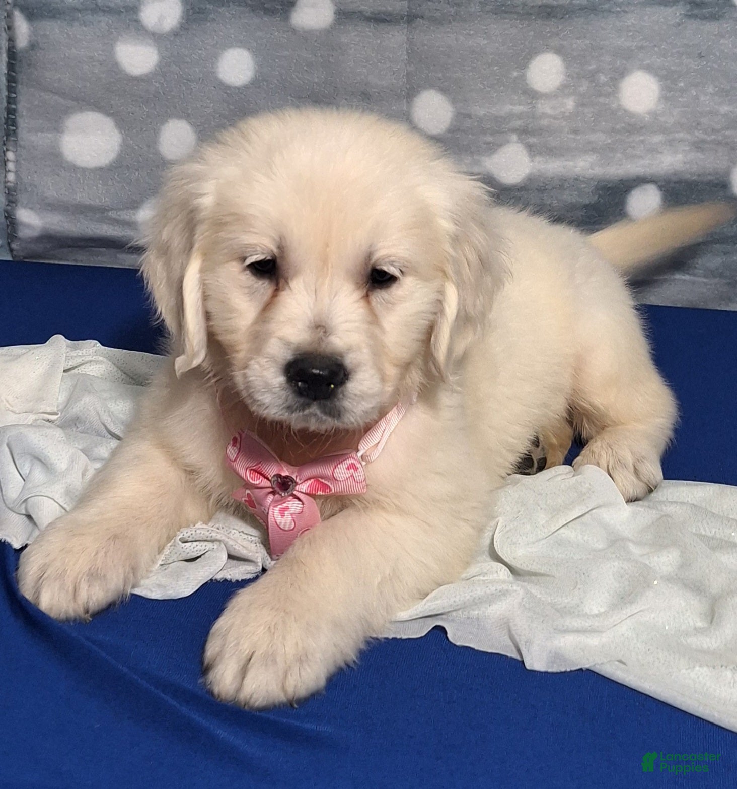 Golden Retriever dogs Juliet - Ad 6